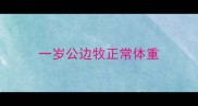 一岁公边牧正常体重