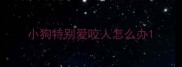 小狗特别爱咬人怎么办