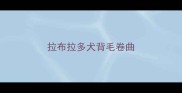 拉布拉多犬背毛卷曲