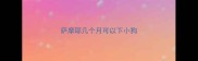萨摩耶几个月可以下小狗
