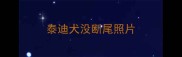 泰迪犬没断尾照片