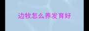 边牧怎么养发育好