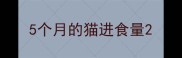 5个月的猫进食量