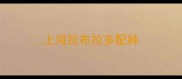上海拉布拉多配种