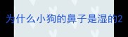 为什么小狗的鼻子是湿的