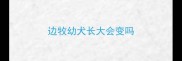 边牧幼犬长大会变吗