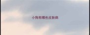 小狗有哪些皮肤病