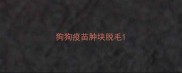 狗狗疫苗肿块脱毛
