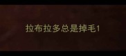 拉布拉多总是掉毛