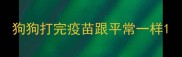 狗狗打完疫苗跟平常一样