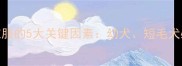 泰迪冬天穿衣服的5大关键因素幼犬短毛犬必看保暖指南