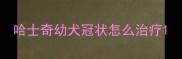 哈士奇幼犬冠状怎么治疗