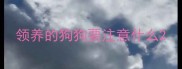 领养的狗狗要注意什么