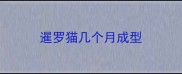 暹罗猫几个月成型