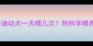2月大泰迪幼犬一天喂几次附科学喂养全攻略