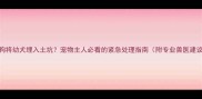 母狗将幼犬埋入土坑宠物主人必看的紧急处理指南附专业兽医建议