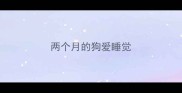 两个月的狗爱睡觉