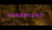 坐动车宠物怎么托运