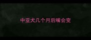 中亚犬几个月后嘴会变