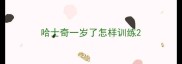 哈士奇一岁了怎样训练