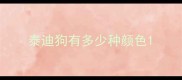 泰迪狗有多少种颜色