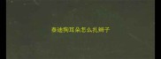 泰迪狗耳朵怎么扎辫子