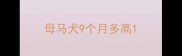 母马犬9个月多高