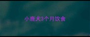 小鹿犬3个月饮食