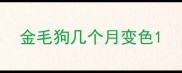 金毛狗几个月变色