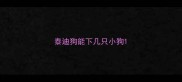 泰迪狗能下几只小狗