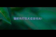 猫抓伤打狂犬疫苗怕光