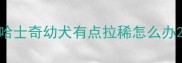 哈士奇幼犬有点拉稀怎么办