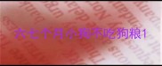 六七个月小狗不吃狗粮