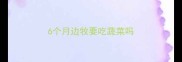 6个月边牧要吃蔬菜吗