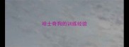 哈士奇狗的训练经验