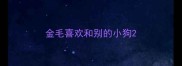 金毛喜欢和别的小狗