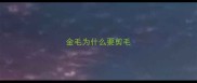 金毛为什么要剪毛