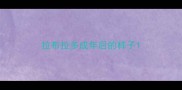 拉布拉多成年后的样子