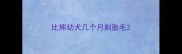 比熊幼犬几个月剃胎毛