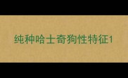 纯种哈士奇狗性特征