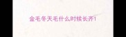 金毛冬天毛什么时候长齐