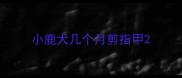 小鹿犬几个月剪指甲