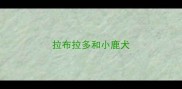 拉布拉多和小鹿犬
