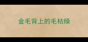 金毛背上的毛枯燥