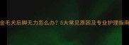 金毛犬后脚无力怎么办5大常见原因及专业护理指南