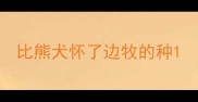比熊犬怀了边牧的种