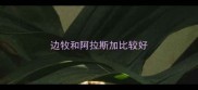 边牧和阿拉斯加比较好