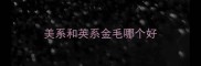 美系和英系金毛哪个好