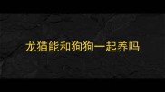 龙猫能和狗狗一起养吗