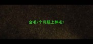 金毛7个月腿上掉毛